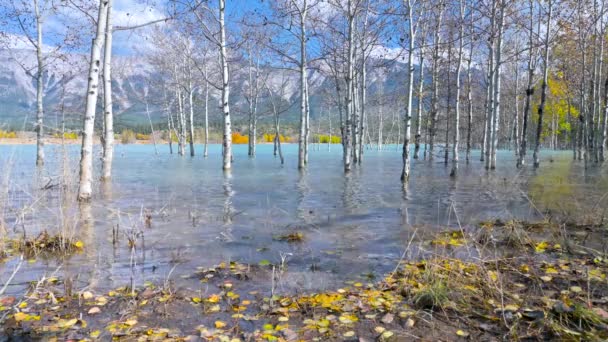 Birken Abraham Lake Herbst Alberta Kanada — Stockvideo