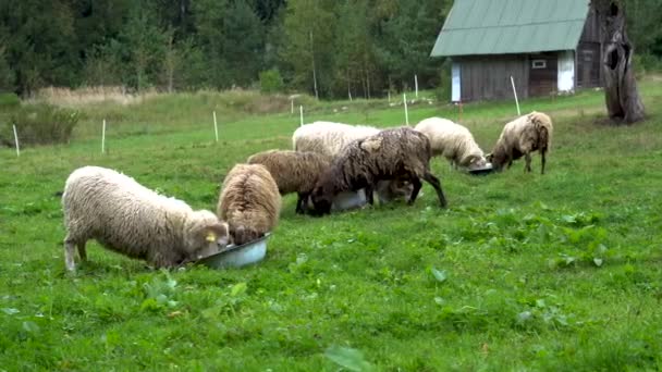 Вівці Харчуються Відкритому Повітрі Селі Спокійне Заспокійливе Сільське Життя Фермі — стокове відео