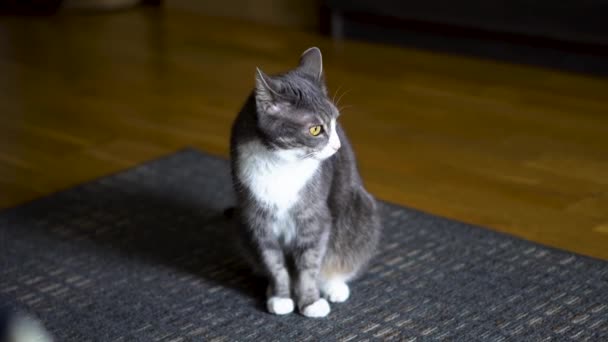 Katzenwäsche Und Blick Die Kamera Sehr Schönes Junges Häusliches Katzentier — Stockvideo