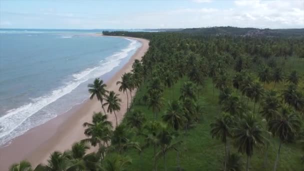 Brazil Beach Palm Tree Drone Легендарні Бразильські Пляжі Північно Східна — стокове відео