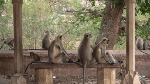Famiglia Scimmie Jaipur India — Video Stock