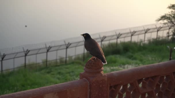 Perched White Eyed Starling Stone Wall Sunset Sky Fence Background — Stock Video