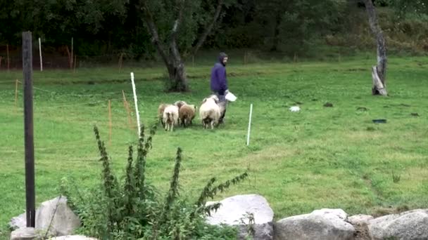 Persoană Care Hrăneşte Oile Oile Urmăresc Oile Fericite Urmărind Înainte — Videoclip de stoc