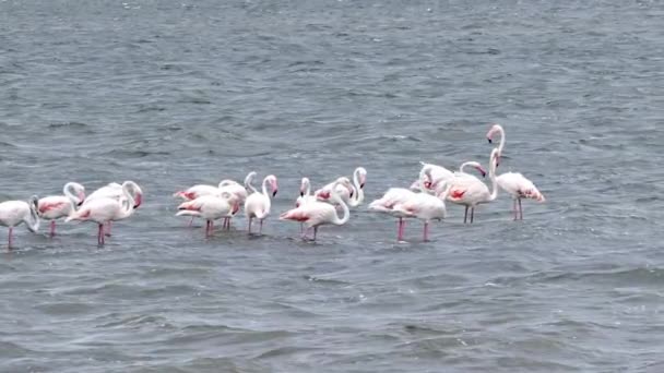 サルデーニャ島の湖の上のローザ フラミンゴ フェニコテロス ローゼウスの大規模な群れ — ストック動画