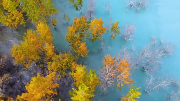 Золоті Кольори Осені Альберті Канада — стокове відео