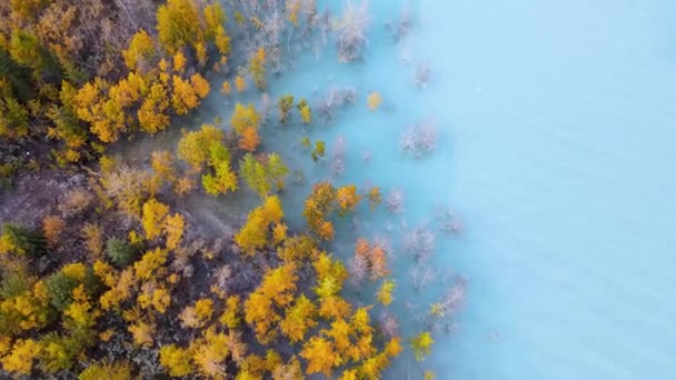 Αεροφωτογραφία Των Πολύχρωμων Φθινοπωρινά Δέντρα Μπλε Νερό Στο Abraham Lake — Αρχείο Βίντεο