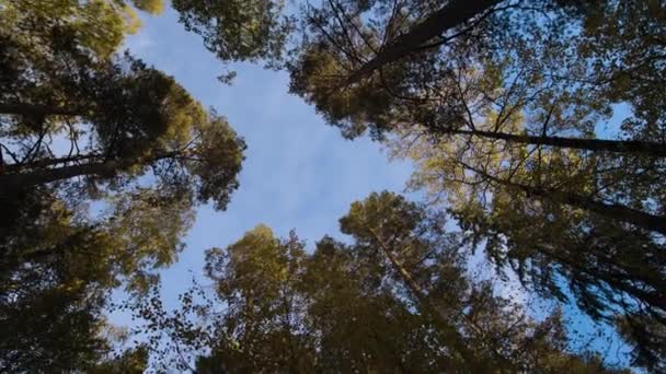 Mirando Hacia Arriba Través Del Dosel Bosque Árboles Altos Cielo — Vídeos de Stock