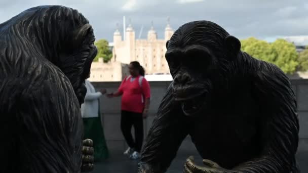 Los Chimpancés Londres Los Chimpancés Son Familia Queens Walk Reino — Vídeo de stock