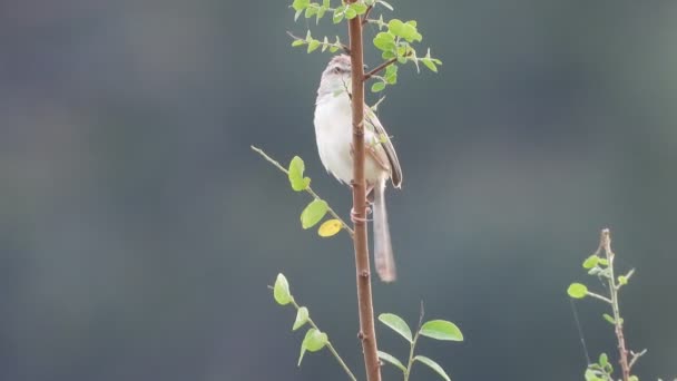 Indian Silverbill Tree Pond Area — Stock Video