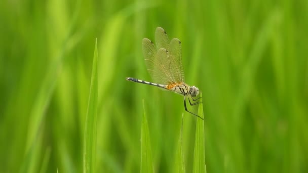 Beautiful Dragonfly Green Grass — Stock Video