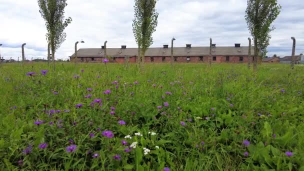 Fioletowe Białe Kwiaty Pobliżu Starych Koszar Auschwitz Polsce Szeroki — Wideo stockowe