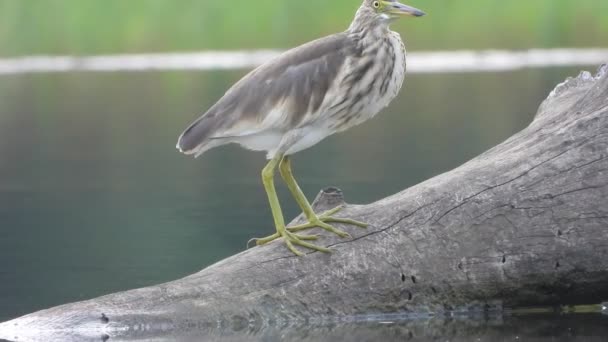 Indian Pond Heron Pond Area videoklipp