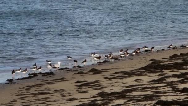 Liten Flock Oystercatchers Haematopus Ostralegus Vid Strandlinjen Nederländerna — Stockvideo