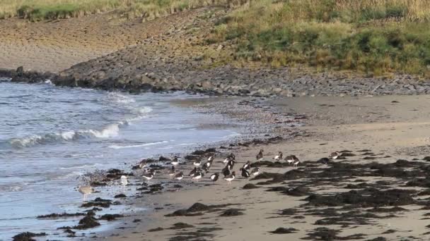 Oystercatchers Haematopus Ostralegus Gulls Shoreline Netherlands — Stock Video