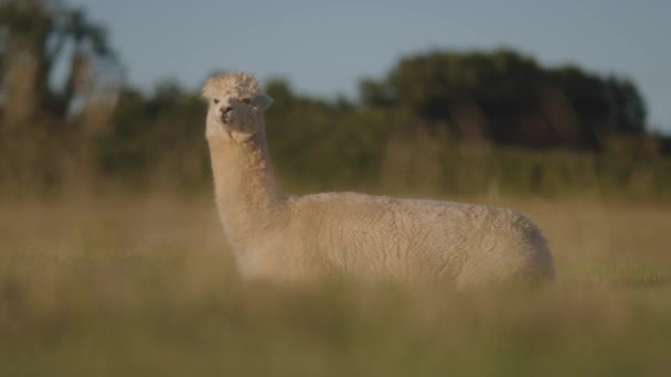 Uma Alpaca Pastando Campo — Vídeo de Stock