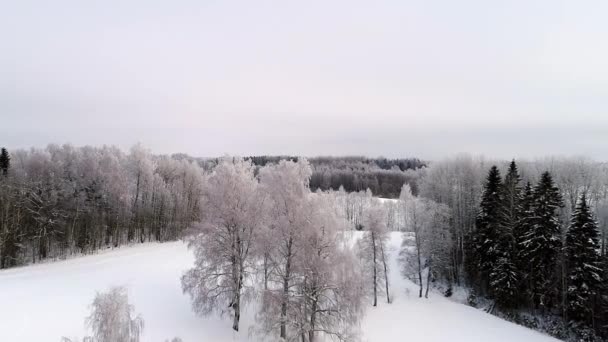 Vista Aérea Paisagem Inverno Branca Idílica Campos Cobertos Neve Floresta — Vídeo de Stock