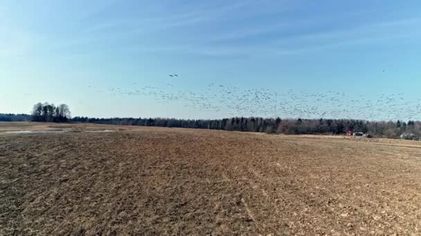 昼間に収穫した農地の上を飛ぶ渡り鳥の群れの空中ドローン前方移動ショット — ストック動画