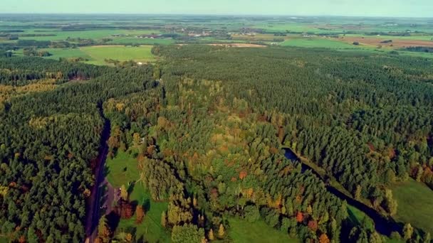 秋の紅葉の異なるカラフルな森の木立を空飛ぶ太陽 — ストック動画