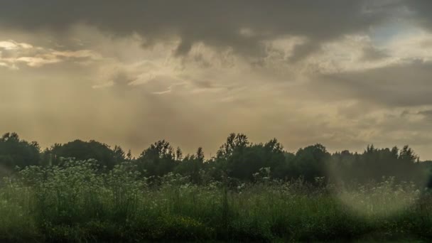在一个多风的日子里 一缕静谧的云彩在草原上沿着野性的白花穿过青翠的森林 — 图库视频影像