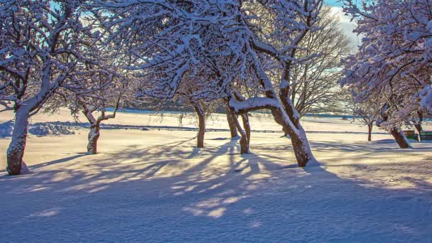冬日雪天 黄昏时分落在花园里无叶的树后面 来自太阳的光的影响 — 图库视频影像