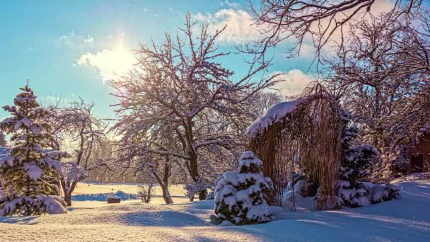 Timelapse Zăpadă Acoperită Pădure Înghețată Copac Fără Frunze Lumina Soarelui — Videoclip de stoc