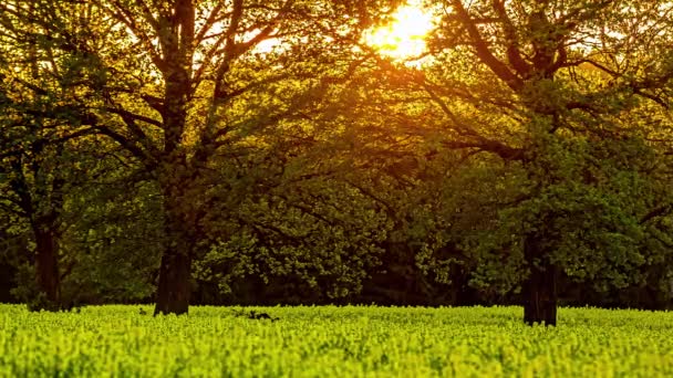 Zonsondergang Door Lentebomen Geel Bloeiend Bloemenveld Tijdsverloop — Stockvideo