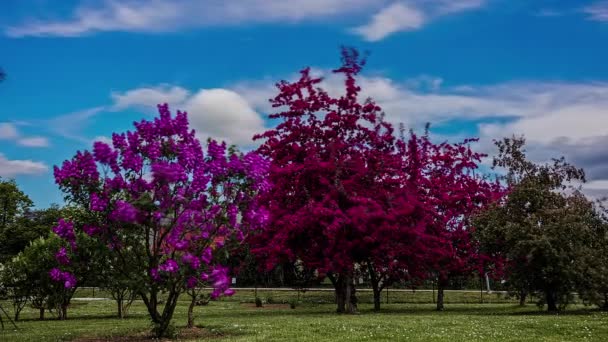 Flores Lila Púrpura Los Árboles Que Florecen Jardín Verano Timelapse — Vídeos de Stock
