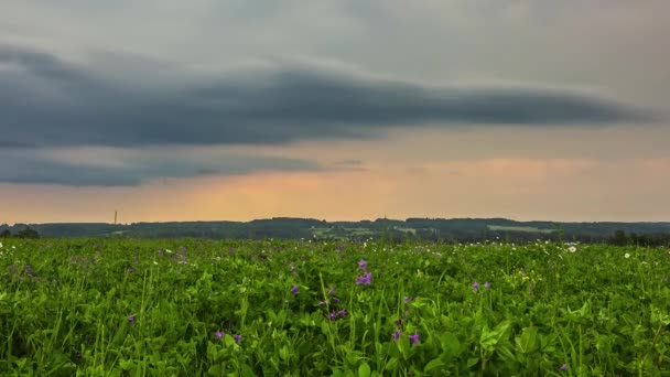 Статический Снимок Белых Облаков Проходящих Времени Над Дикими Фиолетовыми Цветами — стоковое видео