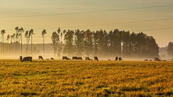 奶牛在草地上吃草的时间流逝 金色的时辰分等级 — 图库视频影像