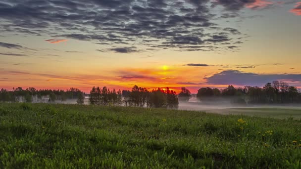 Zeitraffer Der Weide Mit Nebelwald Auf Dem Boden Malerischen Sonnenaufgangslicht — Stockvideo