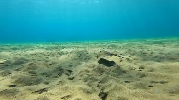 Arraial Nada Perto Fundo Arenoso Mar Mediterrâneo Subaquático — Vídeo de Stock
