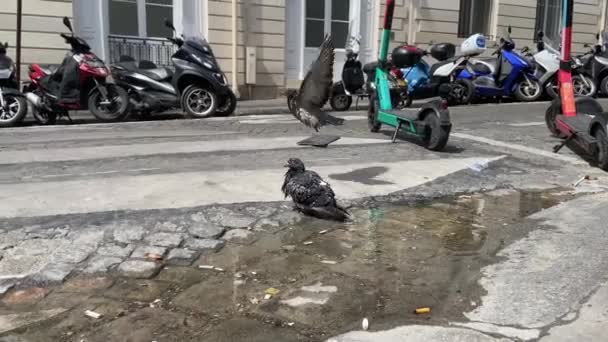 Zwei Tauben Einer Wasserpfütze Auf Der Straße Paris Hoher Winkel — Stockvideo