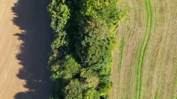 Vista Volo Uccello Drone Una Linea Alberi Che Copre Vecchio — Video Stock