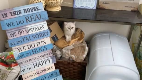 Perski Kot Zrelaksowany Zabawie Bardzo Słodki Szczęśliwy Rodzina Kotów Szynszyli — Wideo stockowe