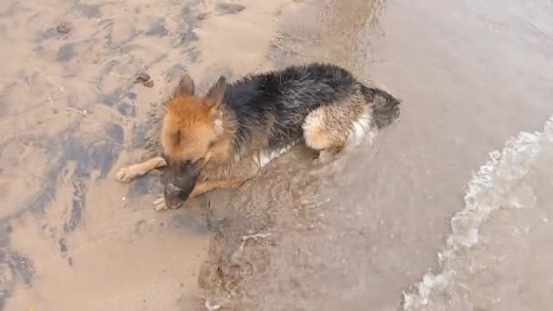 一条可爱的狗躺在沙滩上德国牧羊犬躺在沙滩上的一个4K视频的小波视频背景附近 被海浪湿透了 — 图库视频影像