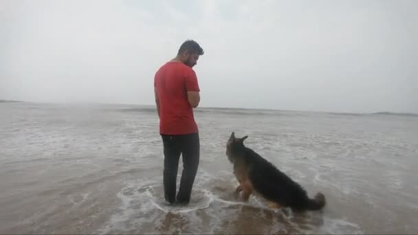 Дружба Собак Їхніми Господарями Розслабляється Пляжі Німецький Вівчар Відео — стокове відео