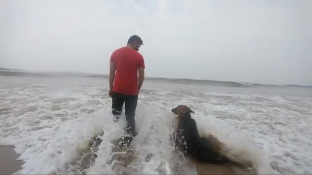 一只德国牧羊犬站在海滩上 它的主人被海浪击中 — 图库视频影像