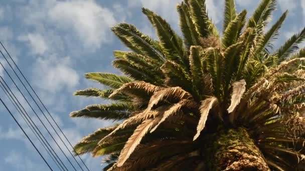 Velká Fénixová Palma Pod Modrým Mračnem Ranní Obloha Holubem Kmeni — Stock video