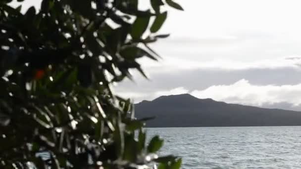 Colpo Rivelatore Vulcano Isola Rangitoto Dietro Albero — Video Stock