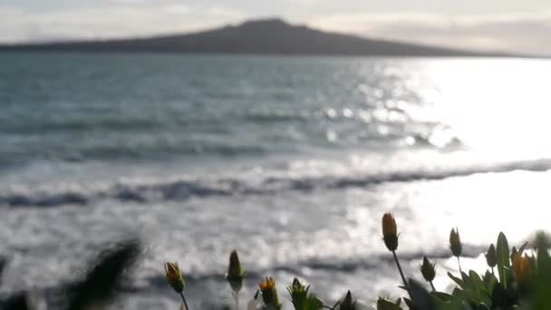朝の潮風に揺れる黄色の水仙の背後に焦点を当てない範囲の火山 — ストック動画