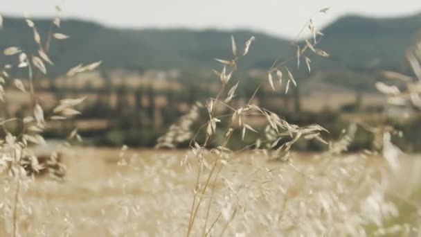 Statické Detaily Záběr Slámy Balíkové Pole Suchými Zlatými Hroty Pšenice — Stock video