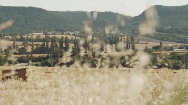Statický Záběr Slámového Pole Suchými Zlatými Hroty Pšenice Rozmazaném Popředí — Stock video