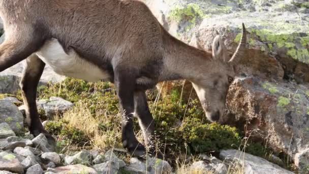 Alpine Ibex Περιήγηση Στις Γαλλικές Άλπεις Close — Αρχείο Βίντεο