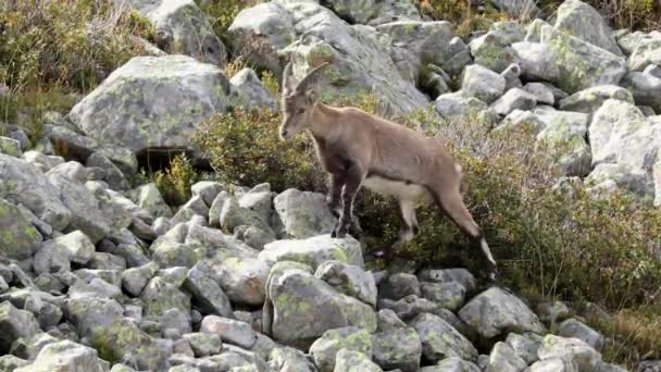 Ibex Alpino Cruzando Ladera Rocosa Los Alpes Franceses — Vídeos de Stock