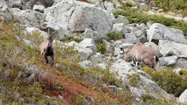Alpine Ibex Mother Young Browsing French Alps — 图库视频影像