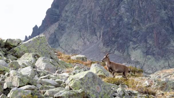 Ibex Alpino Los Alpes Franceses Con Telón Fondo Montaña Amplia — Vídeo de stock