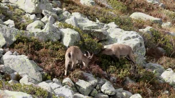 Alpine Ibex Mother Young Browsing French Alps Wide — Video