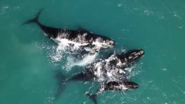 南露脊鲸妈妈和小腿白鲸 — 图库视频影像