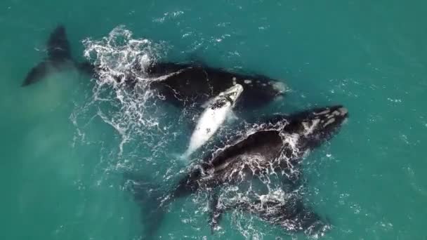 Νότιες Δεξιές Φάλαινες Λευκό Μοσχάρι — Αρχείο Βίντεο