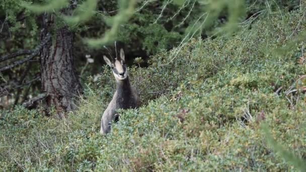 Gämsen Der Abenddämmerung Den Wäldern Tal Von Chamonix Französische Alpen — Stockvideo